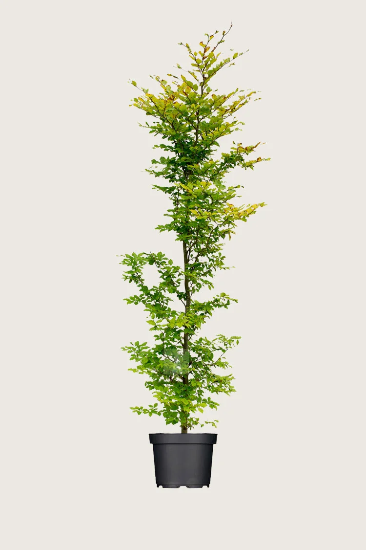 Vanlig bøk 200cm Velgrenet | Plantinavia