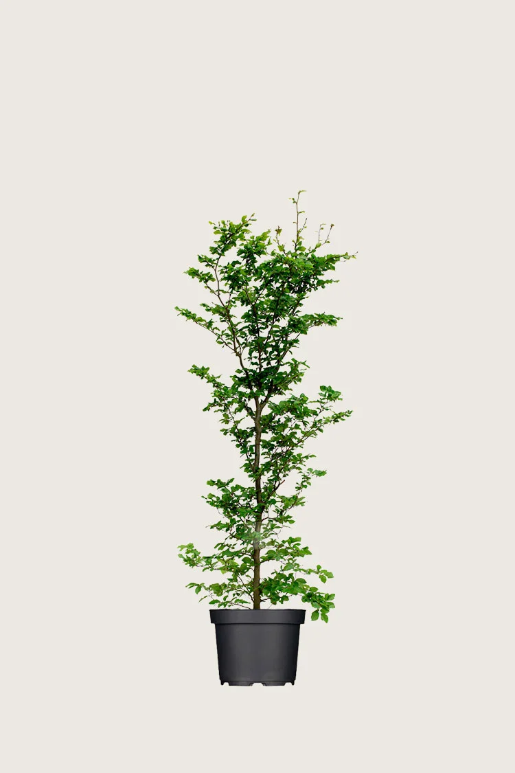 Vanlig bøk 80cm Velgrenet | Plantinavia