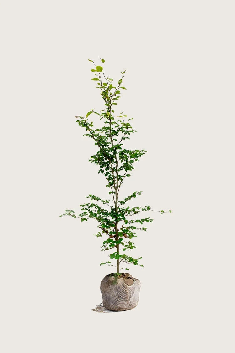 Vanlig bøk 175cm Grenet | Plantinavia