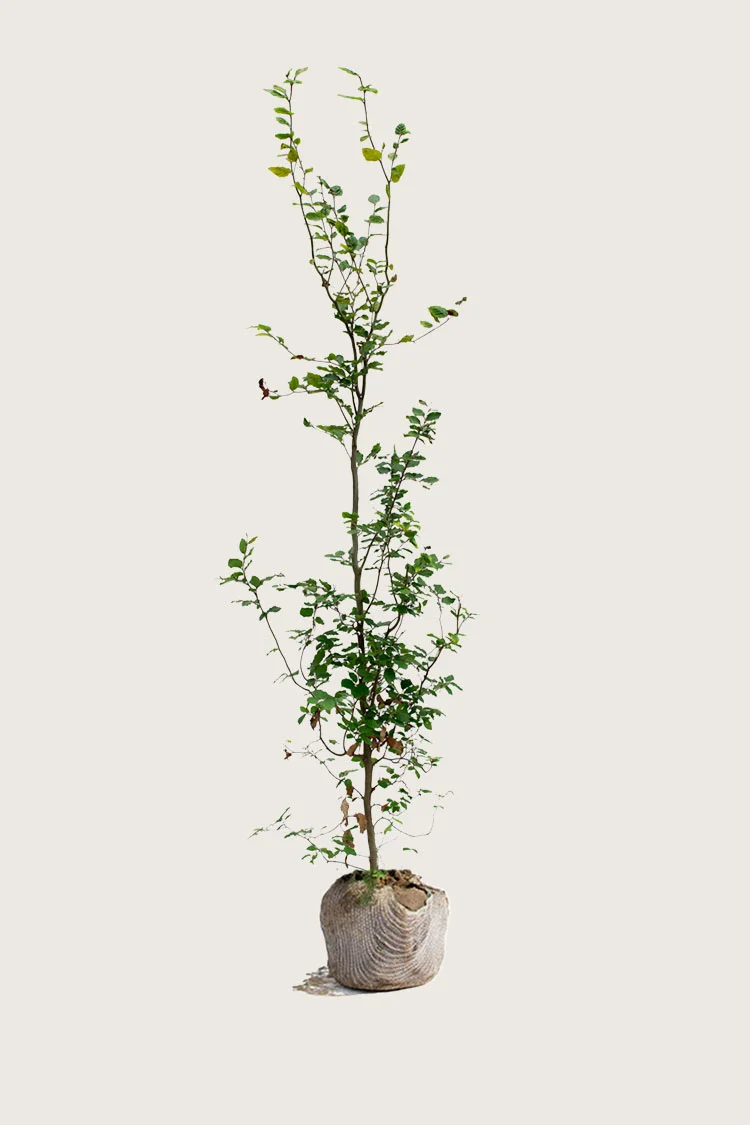 Vanlig bøk 225cm Grenet | Plantinavia