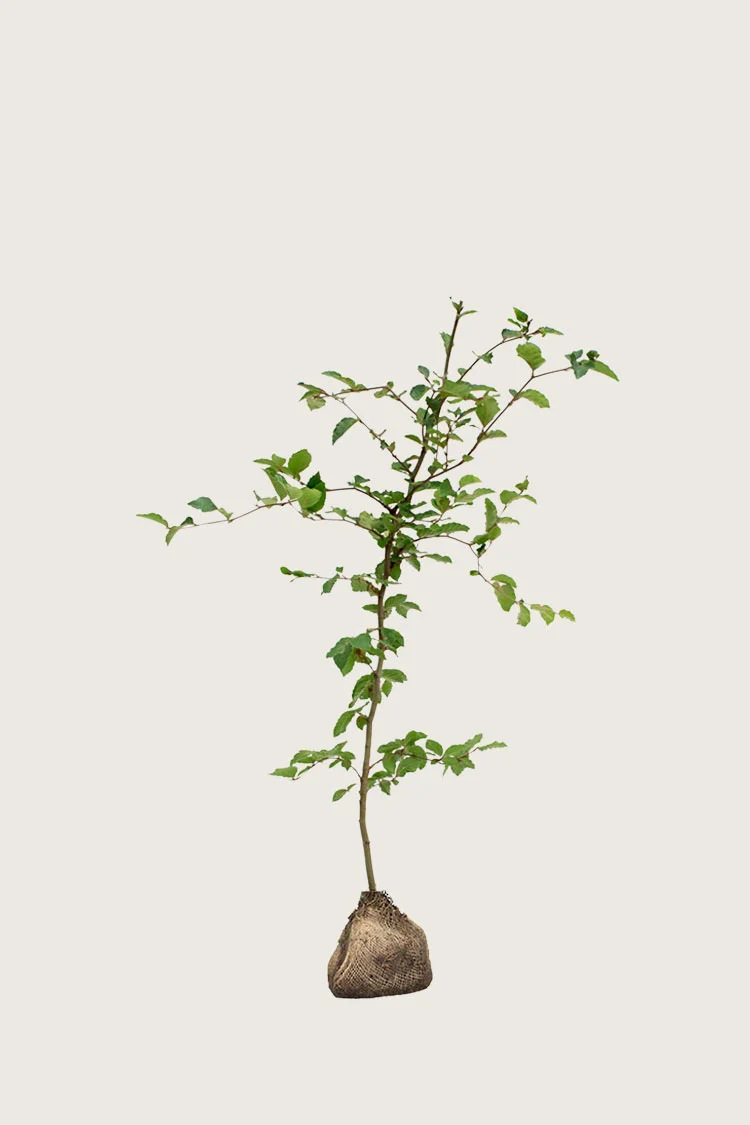 Vanlig bøk 80cm Grenet | Plantinavia