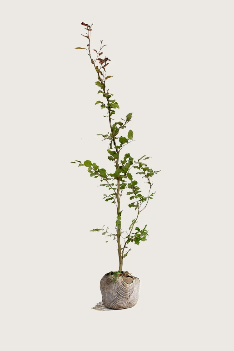 Vanlig bøk 200cm Outlet | Plantinavia