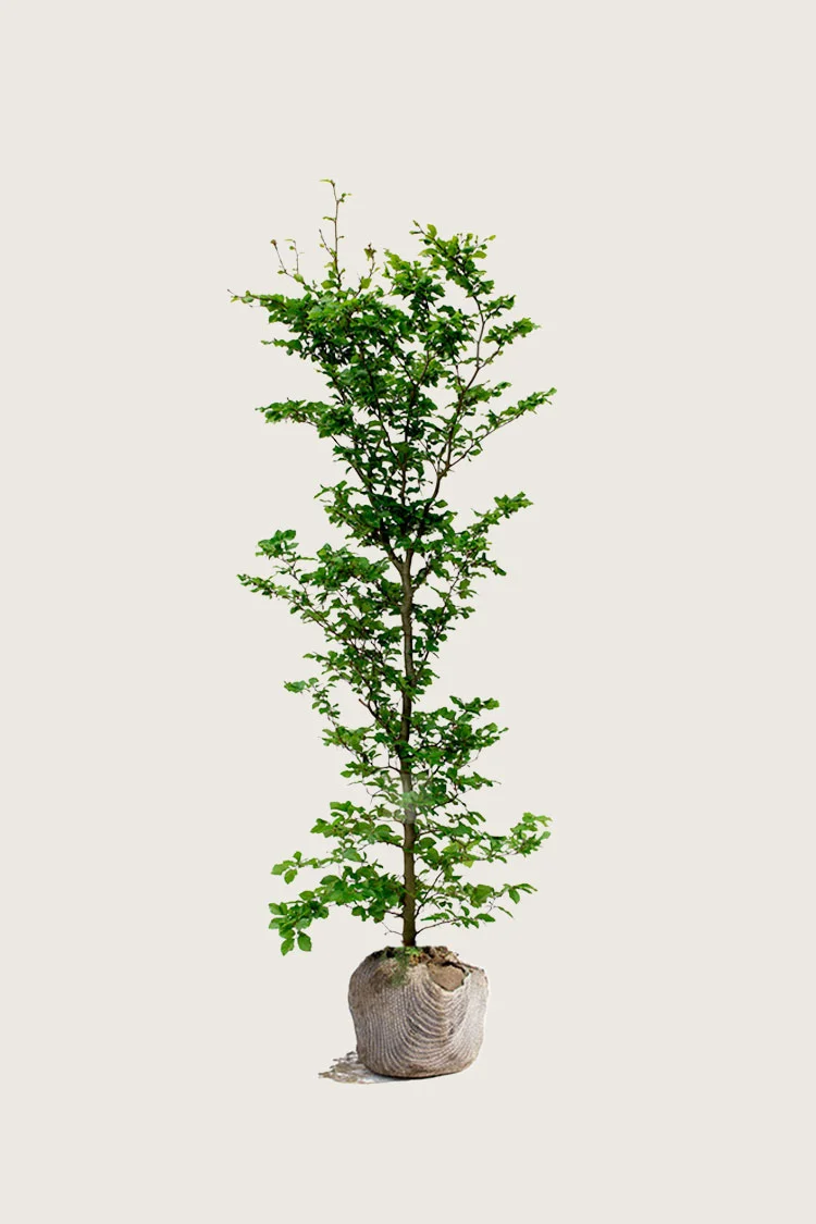 Vanlig bøk 150cm Velgrenet | Plantinavia