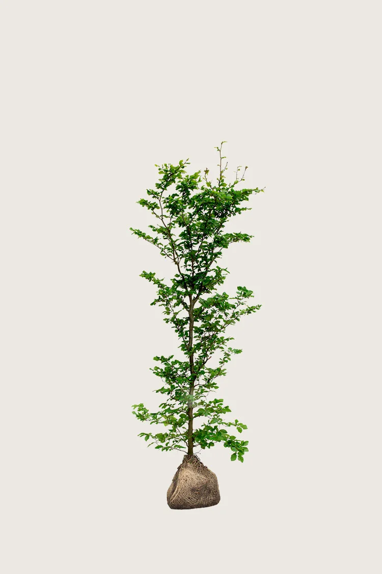 Vanlig bøk 80cm Velgrenet | Plantinavia