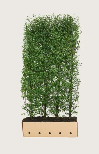 Vinterliguster 200cm Velgrenet | Plantinavia