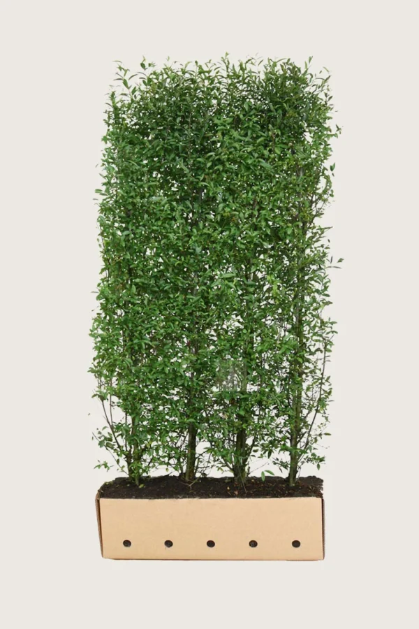 Vinterliguster 200cm Velgrenet | Plantinavia