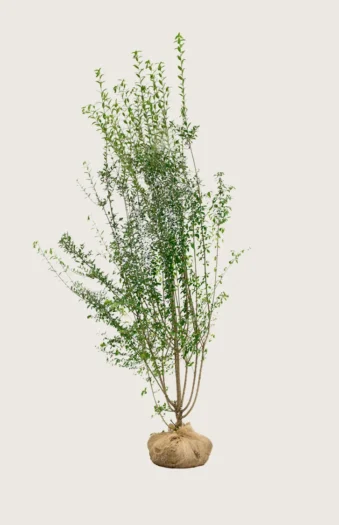 Vinterliguster | Plantinavia