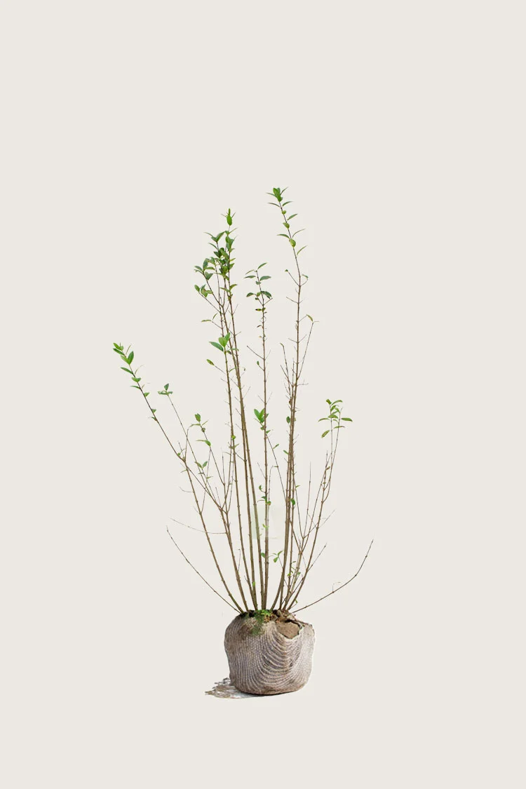 Vinterliguster configurator