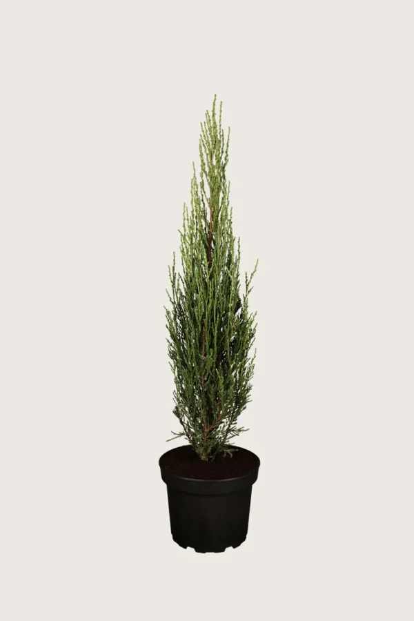 Virginiaeiner Blue Arrow 125cm Velgrenet | Plantinavia