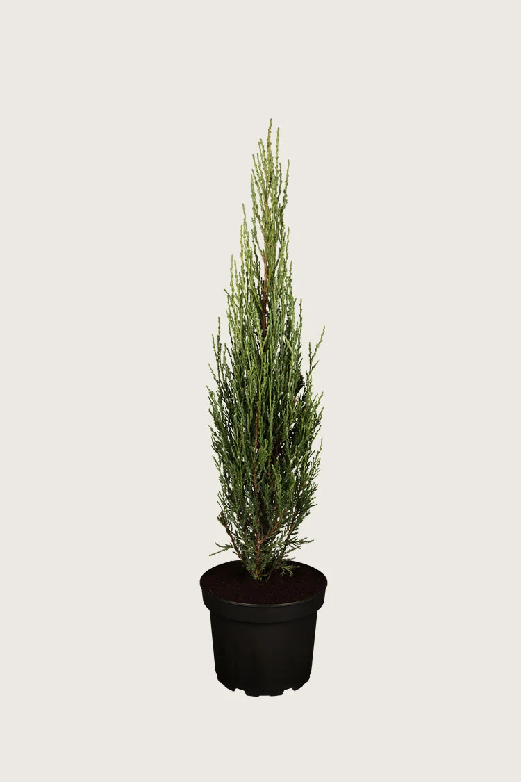 Virginiaeiner Blue Arrow 125cm Velgrenet | Plantinavia