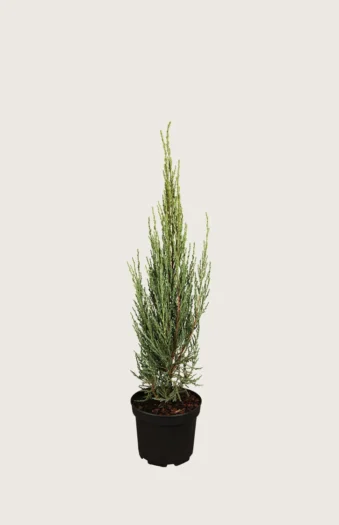 Virginiaeiner Blue Arrow 80cm Velgrenet | Plantinavia