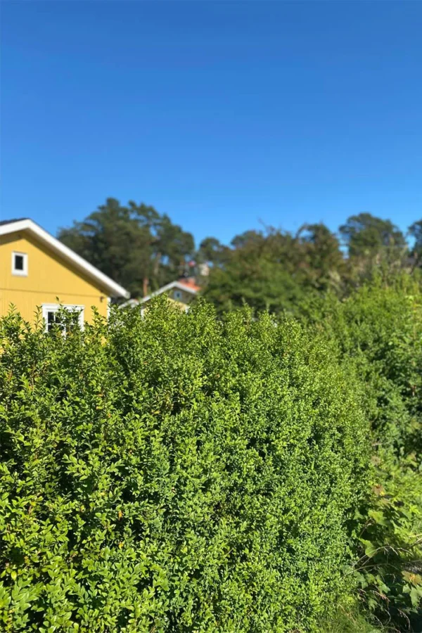 Japansk kristtorn 'Dark Green'