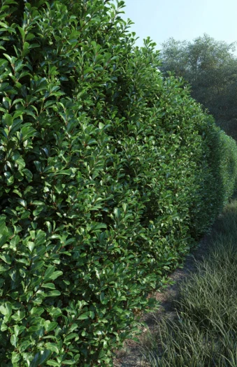 Japansk kristtorn 'Green Hedge'