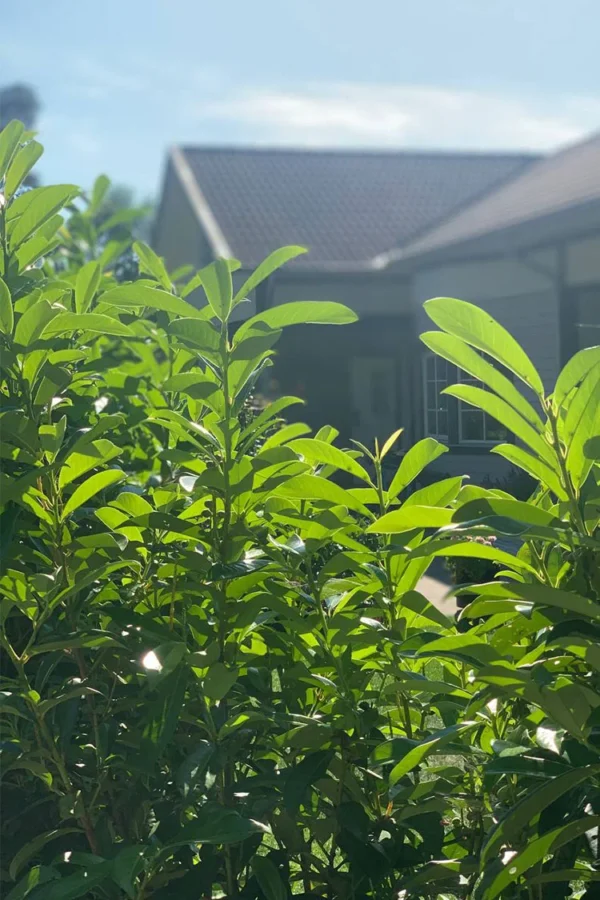 Ferdighekk Velgrenet 150cm - Bilde 2