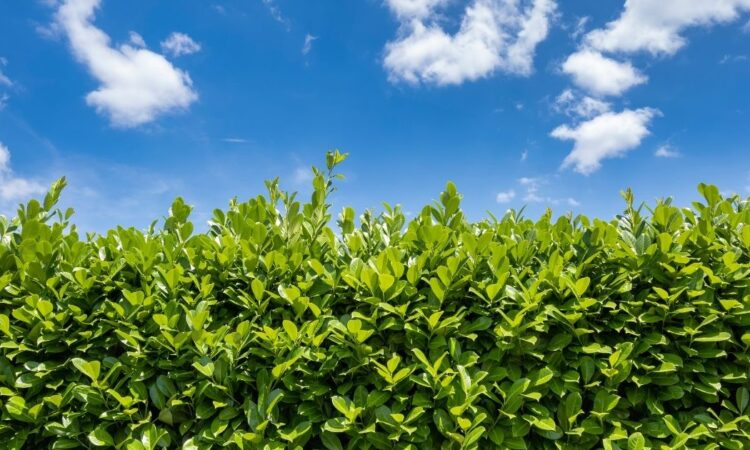 Hva koster hekk per meter?