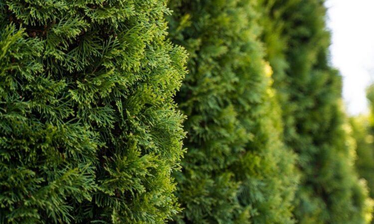 Levetid på tujahekk