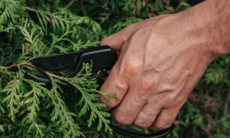 Beskjæring av tujahekk