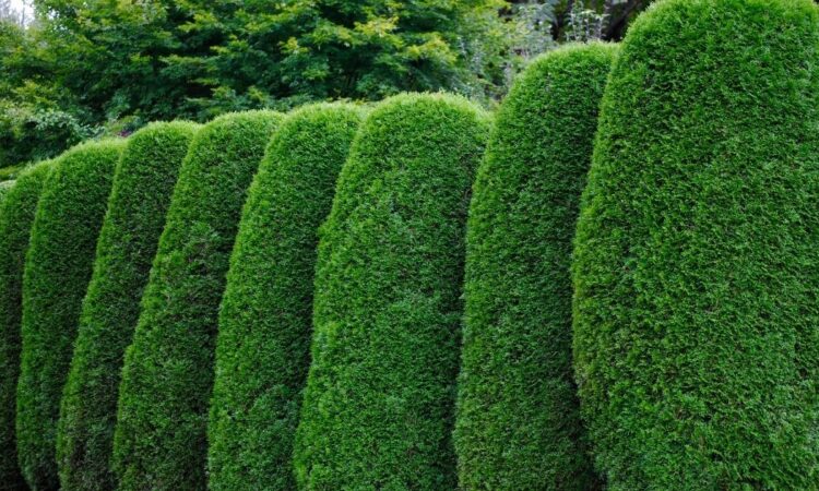 Hva er vintergrønn hekk?