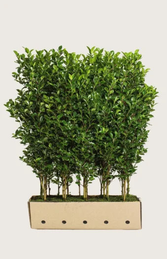 Bredbladig liguster 175cm Velgrenet | Plantinavia