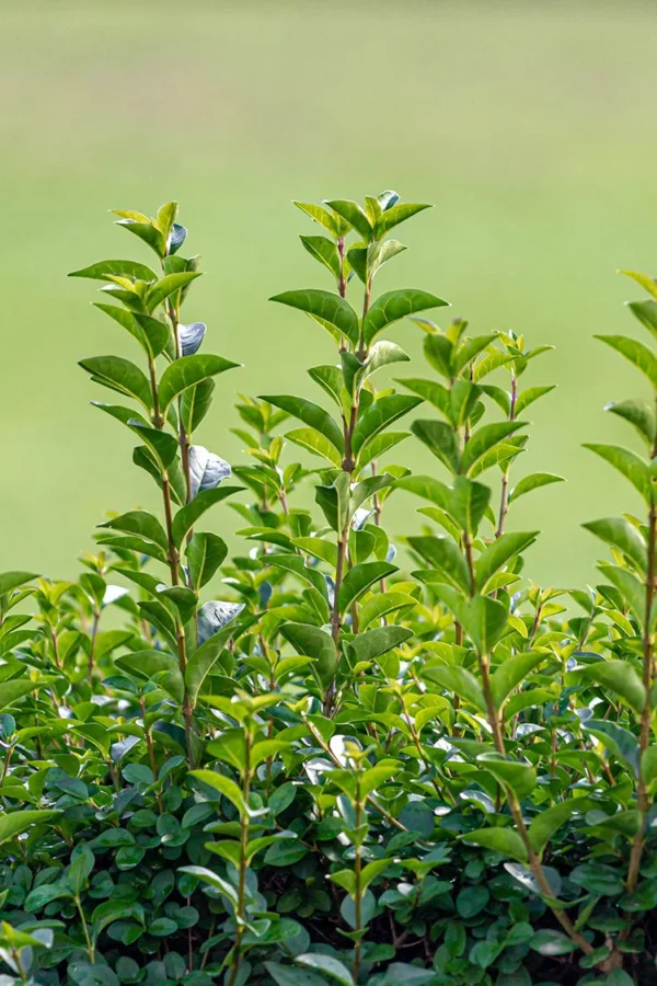 Bredbladig liguster Ferdighekk Velgrenet 250cm - Bilde 3