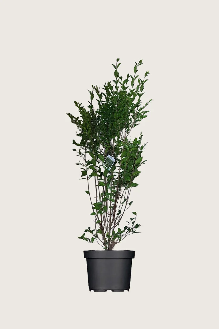Bredbladig liguster 175cm Outlet | Plantinavia