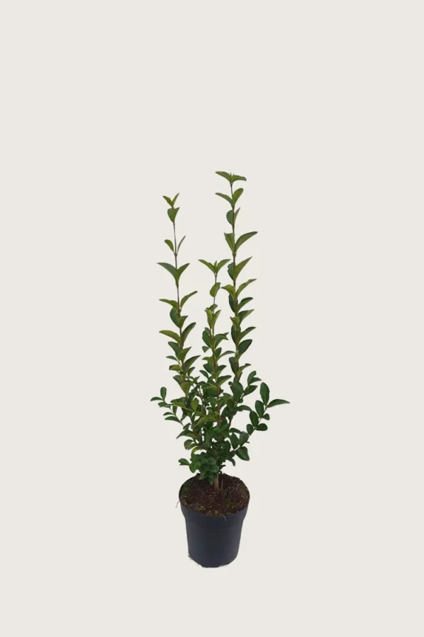 Bredbladig liguster 40cm Outlet | Plantinavia