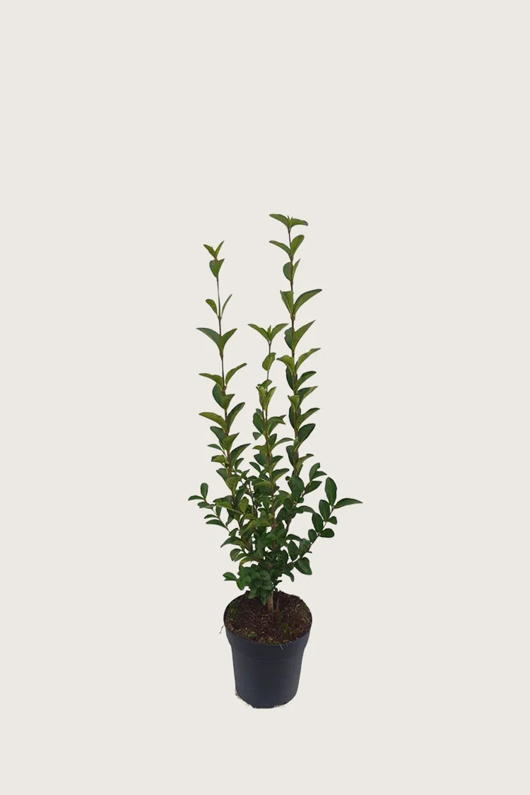 Bredbladig liguster 60cm Outlet | Plantinavia
