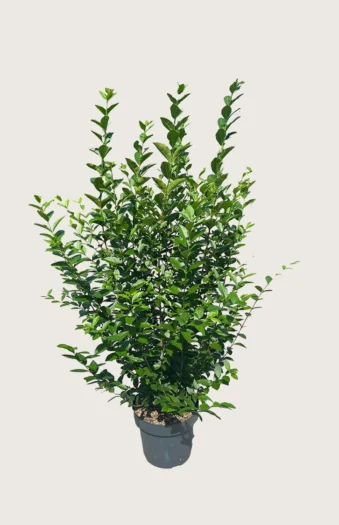 Bredbladig liguster 175cm Velgrenet | Plantinavia