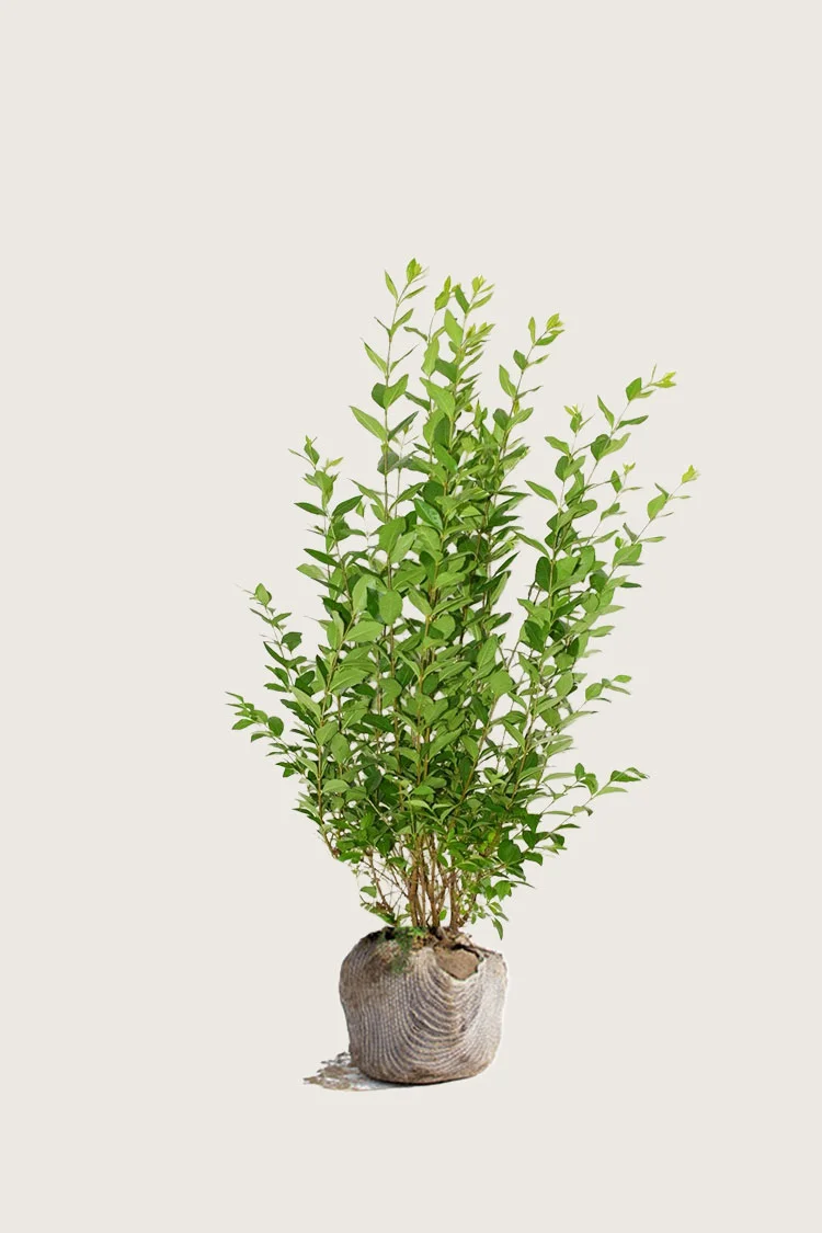Bredbladig liguster 80cm Grenet | Plantinavia