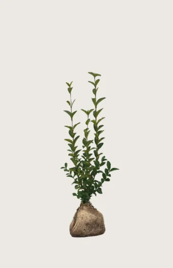 Bredbladig liguster 60cm Outlet | Plantinavia