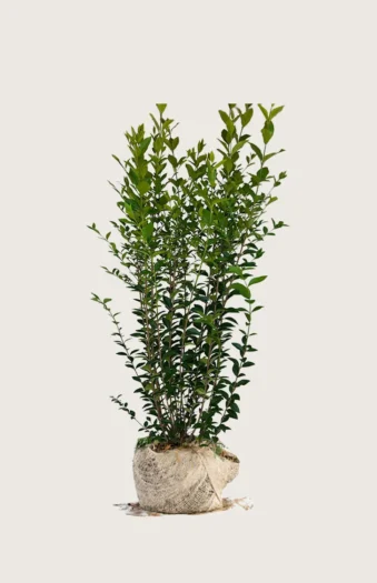 Bredbladig liguster 150cm Velgrenet | Plantinavia
