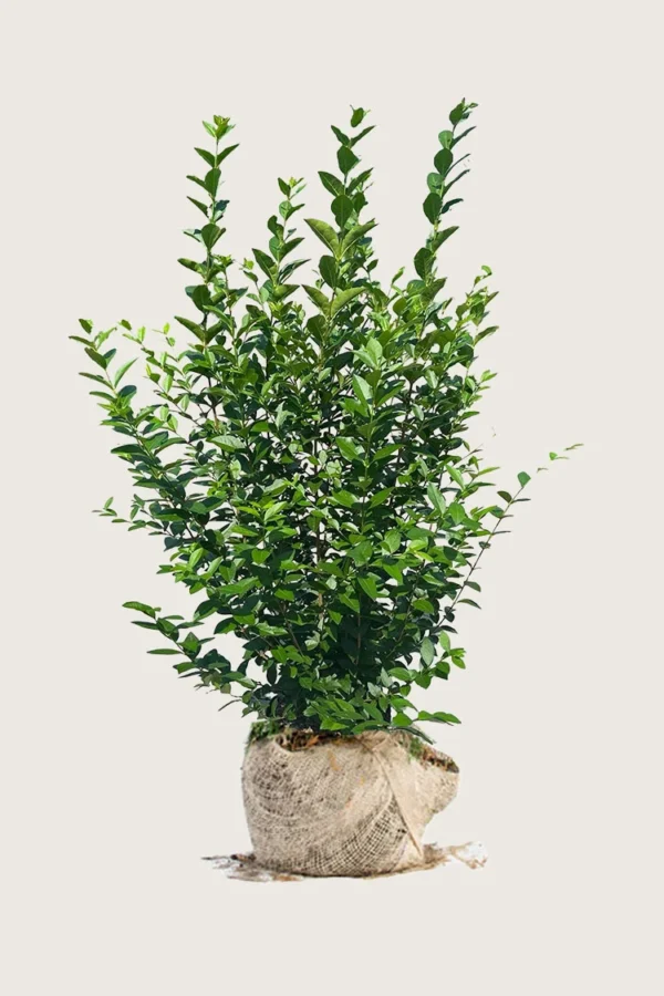 Bredbladig liguster 200cm Velgrenet | Plantinavia