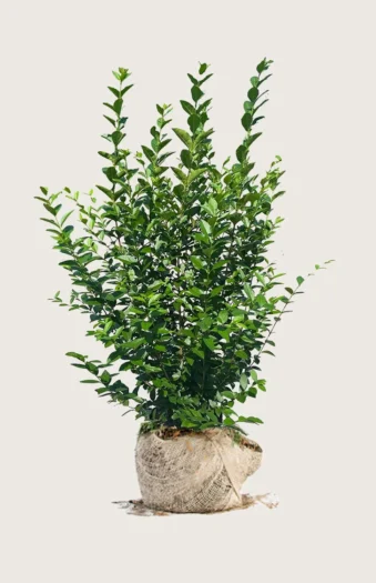Bredbladig liguster 250cm Velgrenet | Plantinavia